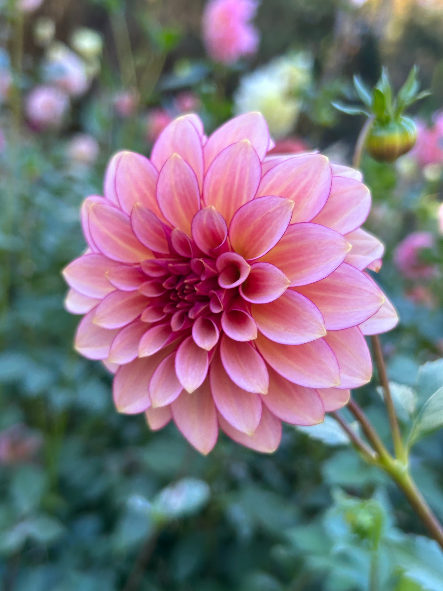 RM Raspberry Twinkle