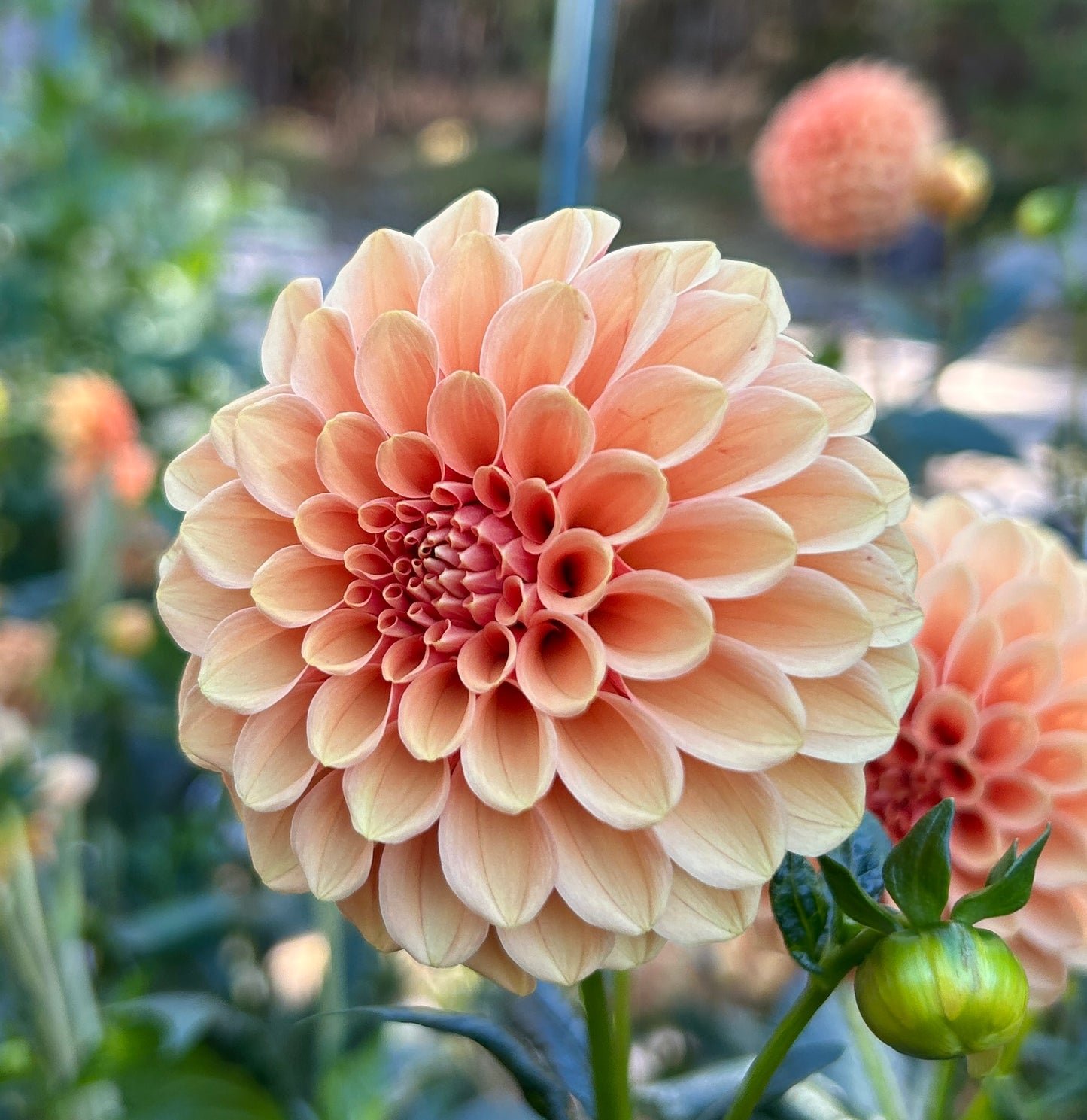 Rose Toscano