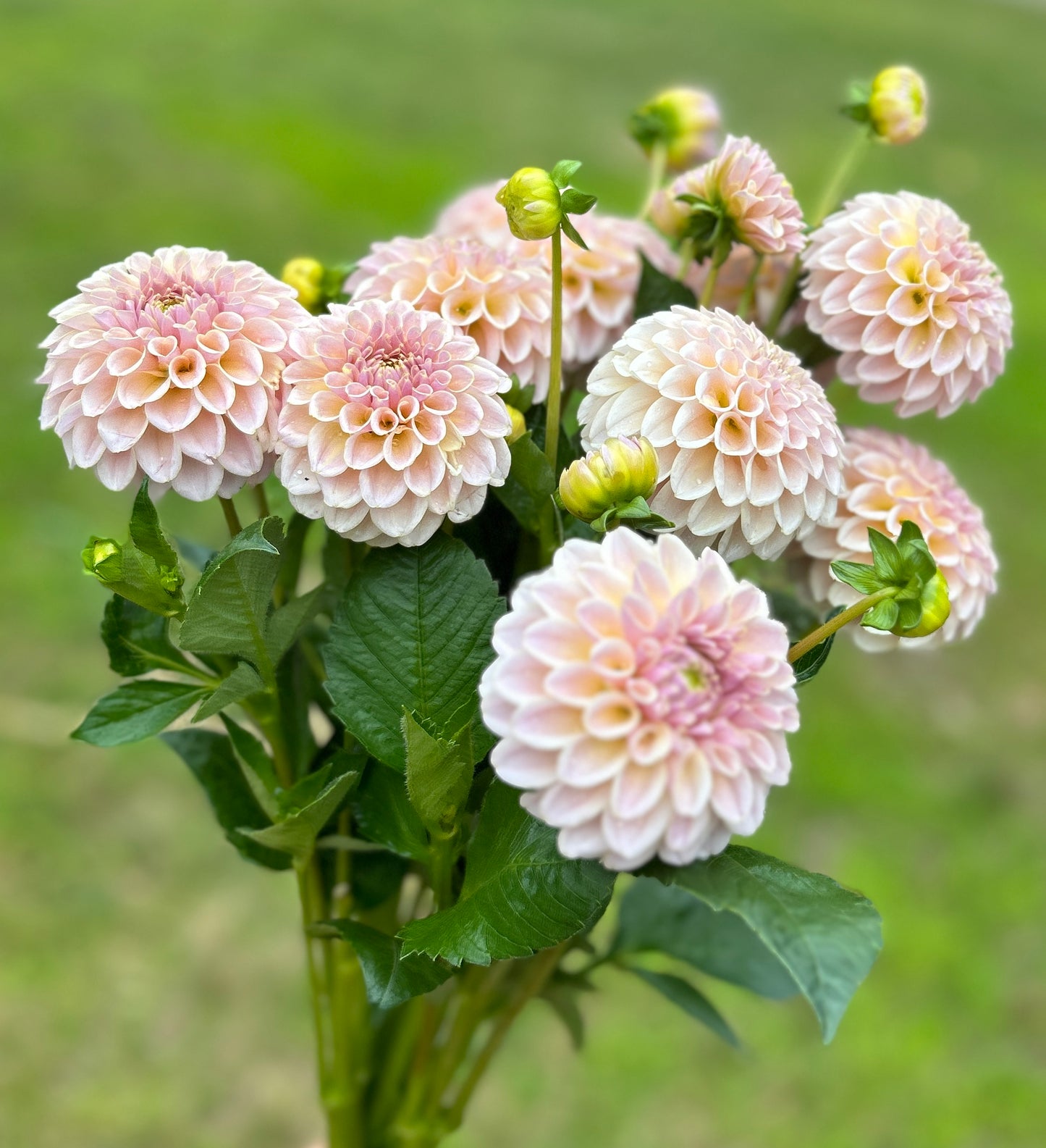 KA's™️Cinder Rose