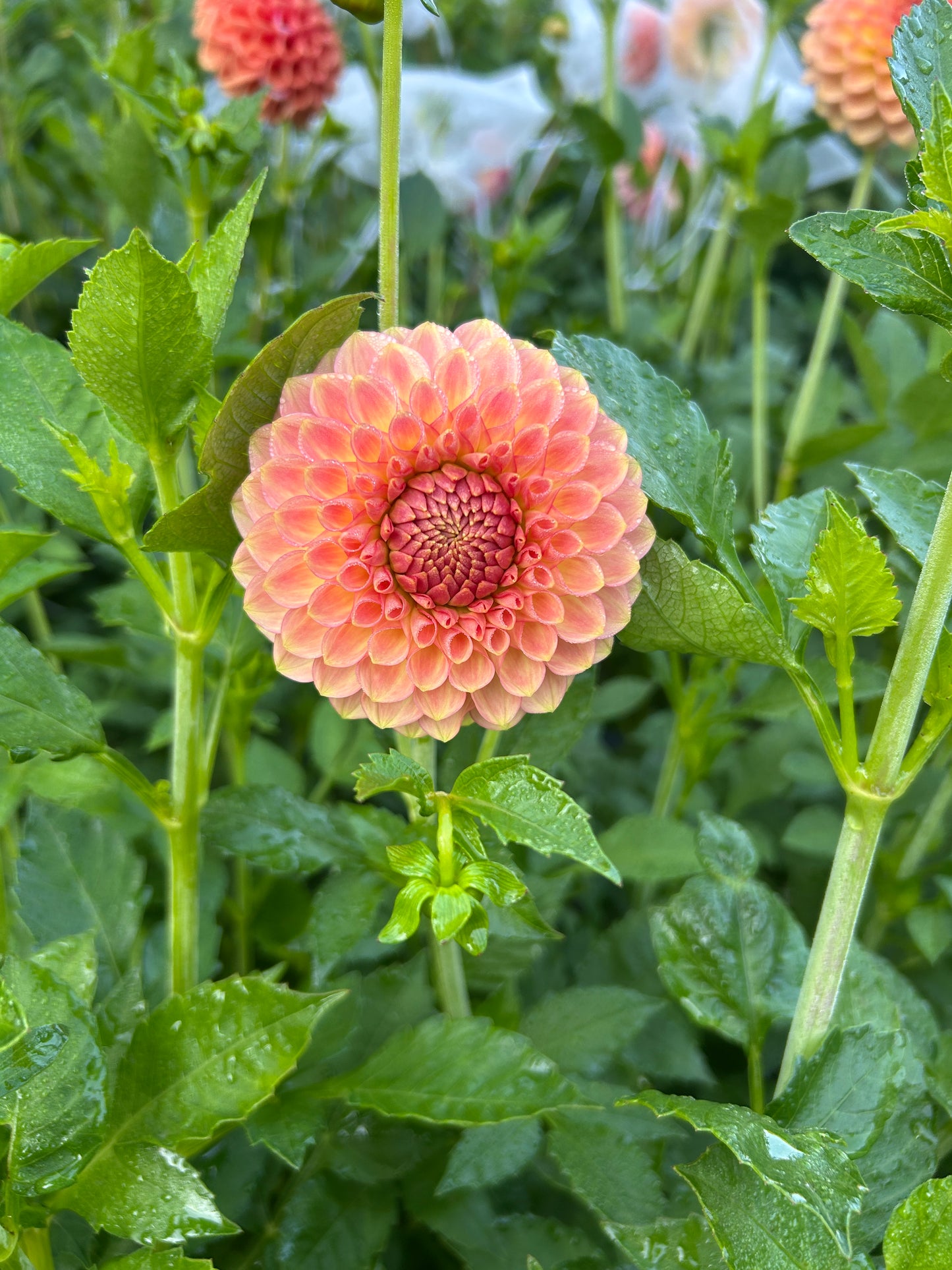 20th Ave Softer Peach