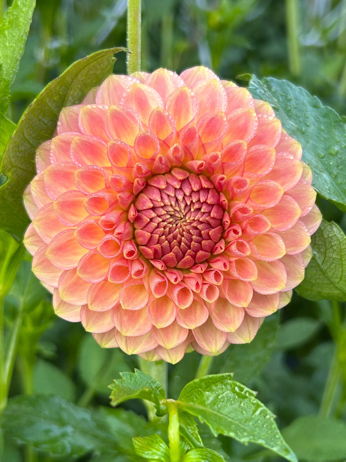 20th Ave Softer Peach