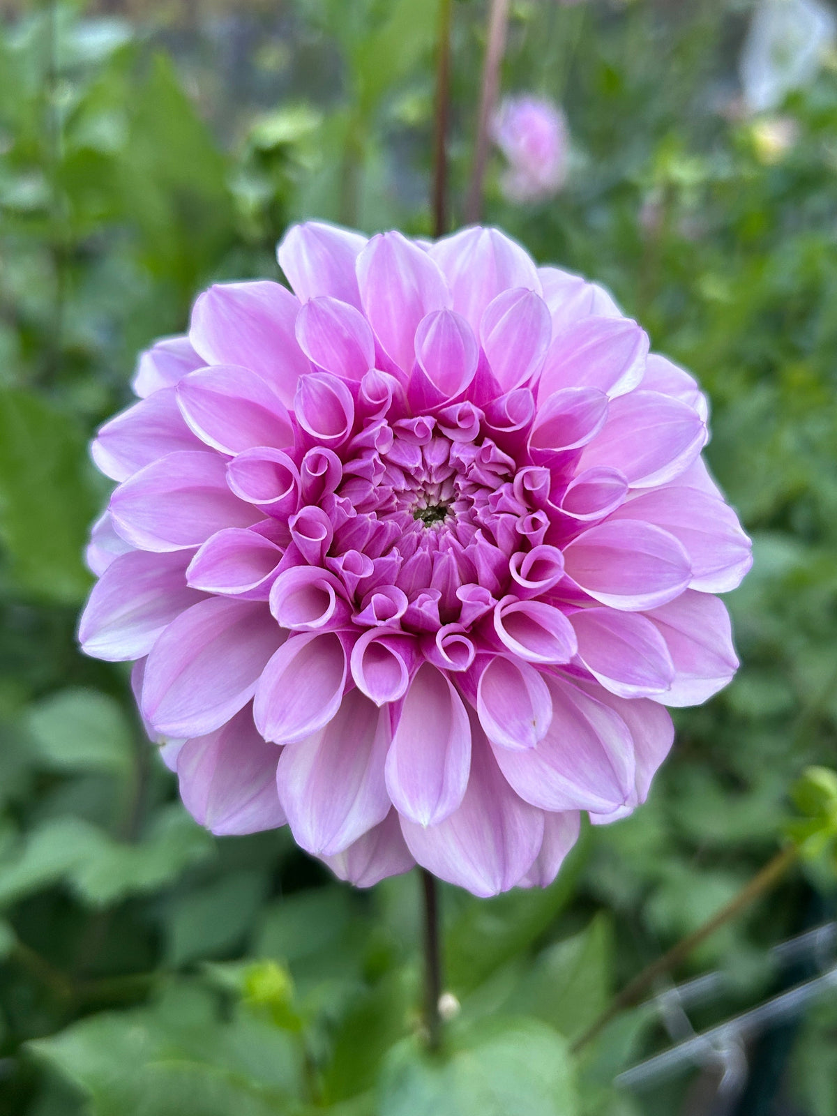 Lee's Provence