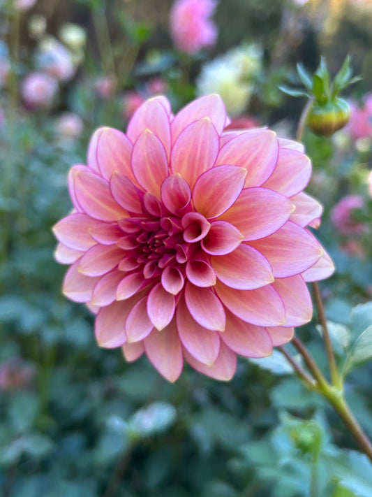 RM Raspberry Twinkle