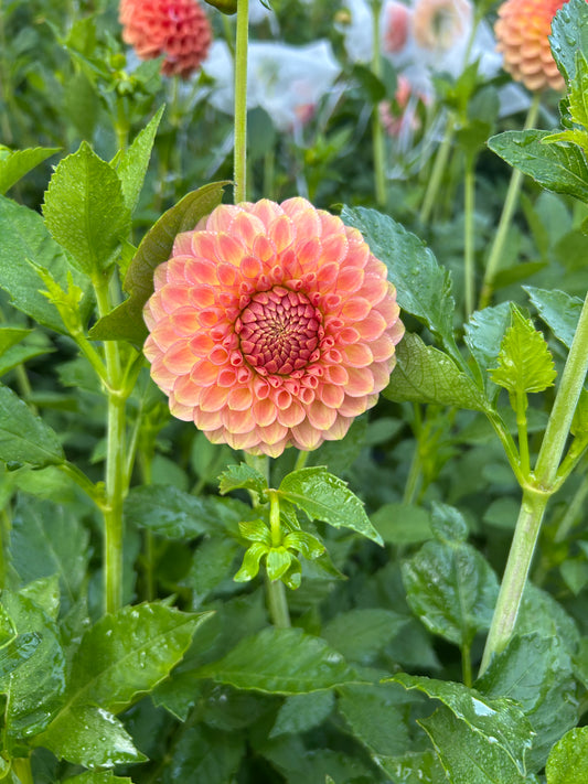 20th Ave Softer Peach