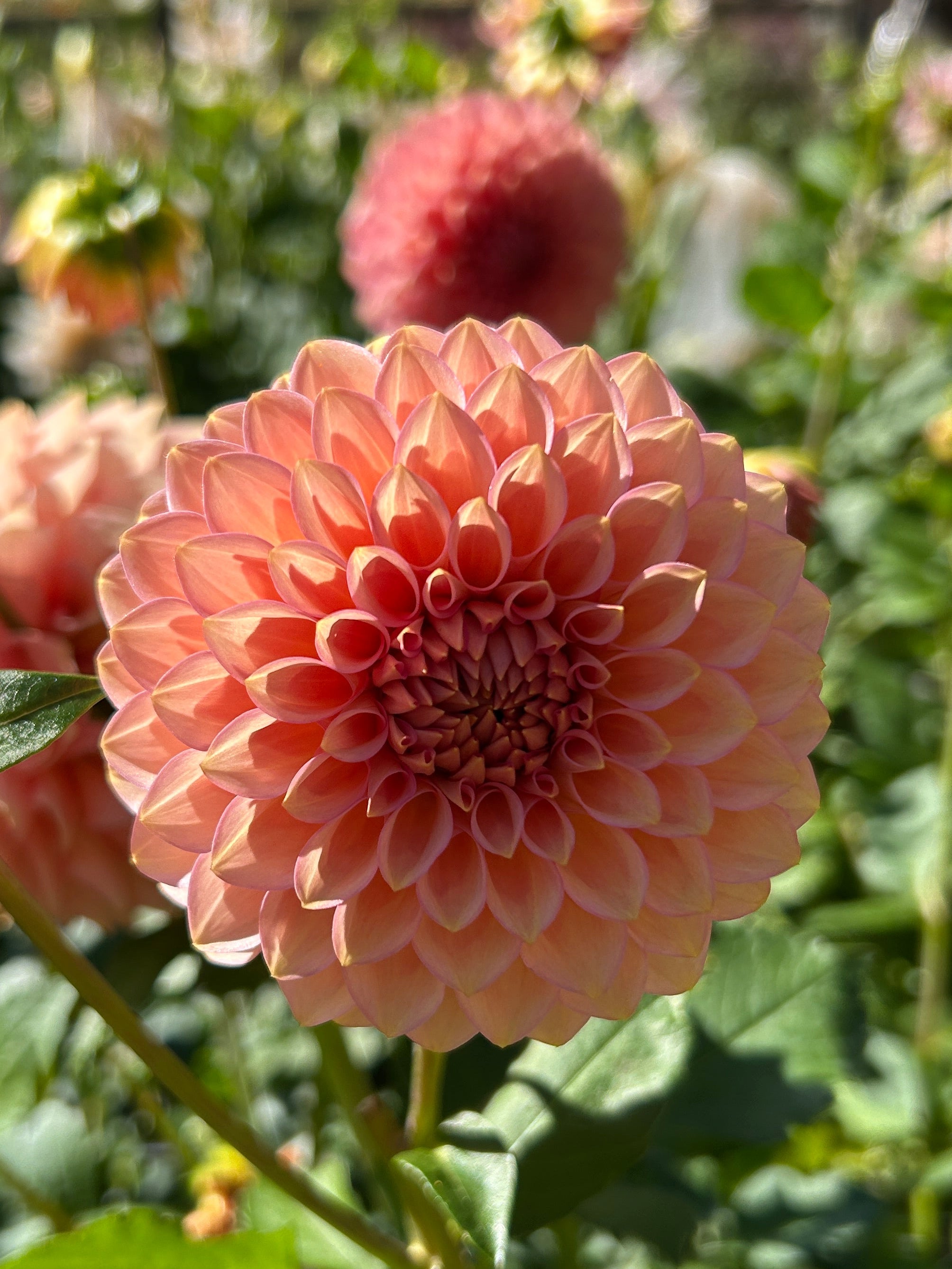 20th Ave Pink Cloud – Downeast Dahlias