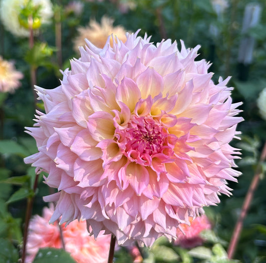 Lee's Pink Grapefruit